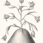 Devra Fox - graphite drawing of a plant growing on hill with 7 flowers facing toward different directions.