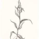 Alt textDevra Fox - Graphite Drawing of flower with long curvy stems and a finger against its bottom.