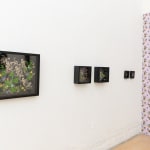 Caitlin McCormack, Windowbox, 2024
