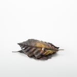 Shota Suzuki, The Japanese Silver Leaf [Tsuwabuki], 2024