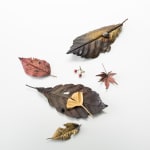 Shota Suzuki, The Japanese Silver Leaf [Tsuwabuki], 2024