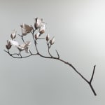 Shota Suzuki, The Ginkgo, 2025