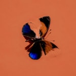 Damien Hirst, Sinful, 2007