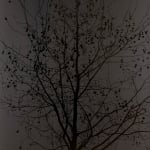 Sue Arrowsmith, Nothing looks the same in the light, 2012
