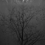 Sue Arrowsmith, Nothing looks the same in the light, 2012
