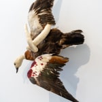 Angela Singer, Bird Shot, 2013