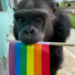 Melody the chimpanzee holds a rainbow Pride flag in her mouth