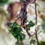 Susan Swartz, Evolution of Nature 6, 2020