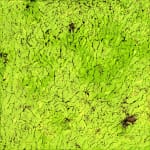 Susan Swartz, NZ Fragmented 6, 2016