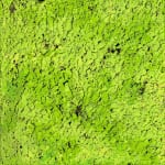 Susan Swartz, NZ Fragmented 6, 2016
