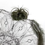 tomas saraceno hanging sculpture with plants