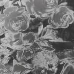 Image of Oppenheim's photograph