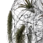 tomas saraceno hanging sculpture with plants
