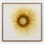 Image of Earth Sun I am