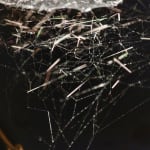 Saraceno's spidersilk box work.