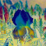 Image of Här Steichen Version VII.