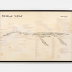 Image of Plesiosaur Timeline