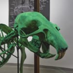 Image of Packrat.