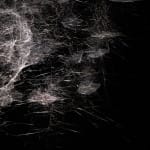 tomas saraceno spider box