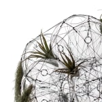 tomas saraceno hanging sculpture with plants