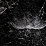 tomas saraceno spider box