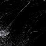 tomas saraceno spider box
