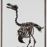 Image of The Anatomy of Melancholy - Dodo