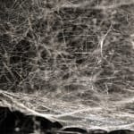 Tomas Saraceno spider box