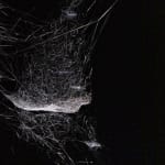 tomas saraceno spider box