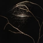 Saraceno's spidersilk box work.