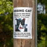 Image of Missing Truffaut.