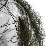 tomas saraceno hanging sculpture with plants