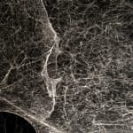 Tomas Saraceno spider box