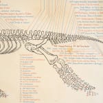 Image of Plesiosaur Timeline