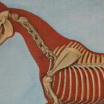 Pair of Anatomical Studies of a Horse