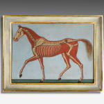 Pair of Anatomical Studies of a Horse