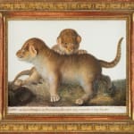 Sophie de Luigné (French, active c. 1800-21) - Pair of Day Old Lion Cubs in the Ménagerie du Museum d’Histoire Naturelle (after Nicolas Maréchal )