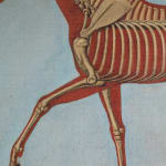 Pair of Anatomical Studies of a Horse