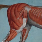Pair of Anatomical Studies of a Horse