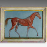 Pair of Anatomical Studies of a Horse