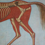 Pair of Anatomical Studies of a Horse