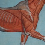 Pair of Anatomical Studies of a Horse