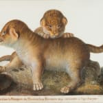 Sophie de Luigné (French, active c. 1800-21) - Pair of Day Old Lion Cubs in the Ménagerie du Museum d’Histoire Naturelle (after Nicolas Maréchal )