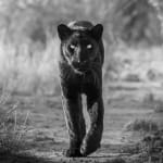 James Lewin, The Black Panther. Laikipia, Kenya