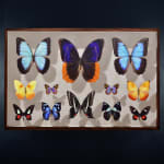 Mantra, Mesoamerican Butterflies: Board II