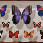 Mantra, Mesoamerican Butterflies: Board II