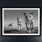 James Lewin, Elephant Train. Amboseli, Kenya