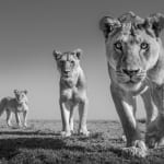 James Lewin, Elephant Train. Amboseli, Kenya