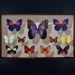 Mantra, Mesoamerican Butterflies: Board II