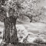 James Lewin, Elephant Train. Amboseli, Kenya